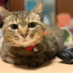 사쿠라 도쿄
